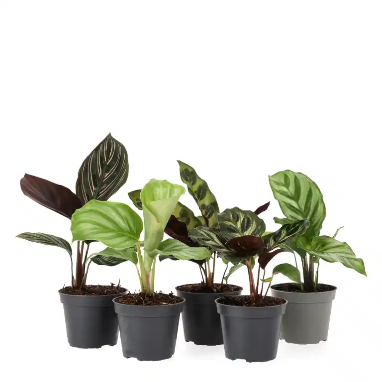 Calathea mini miks