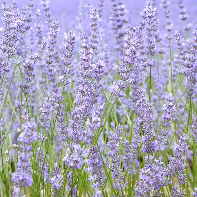 Lavendel 'Felice Light Blue'