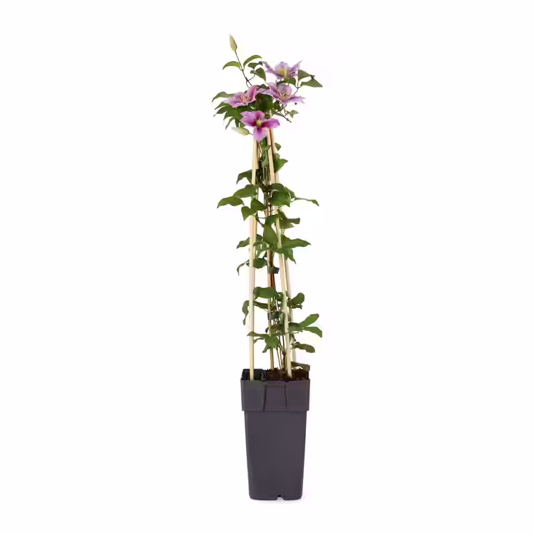 Hageklematis 'Piilu'