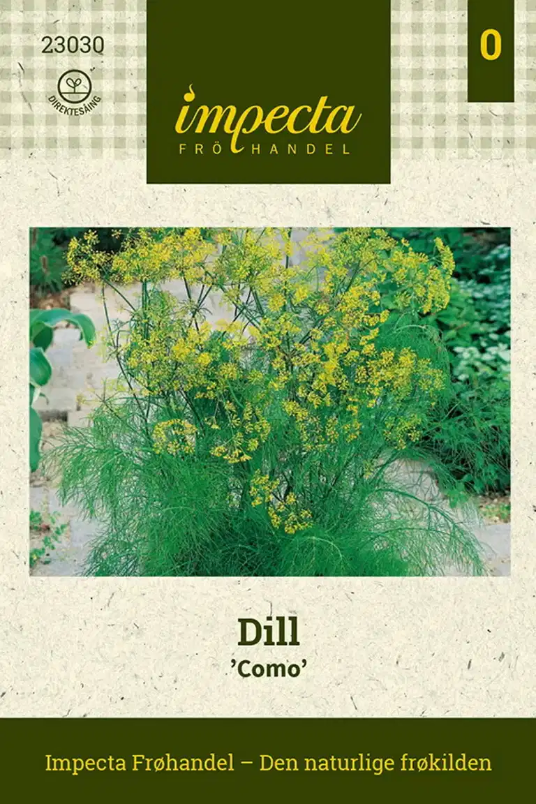 Dill 'Como'