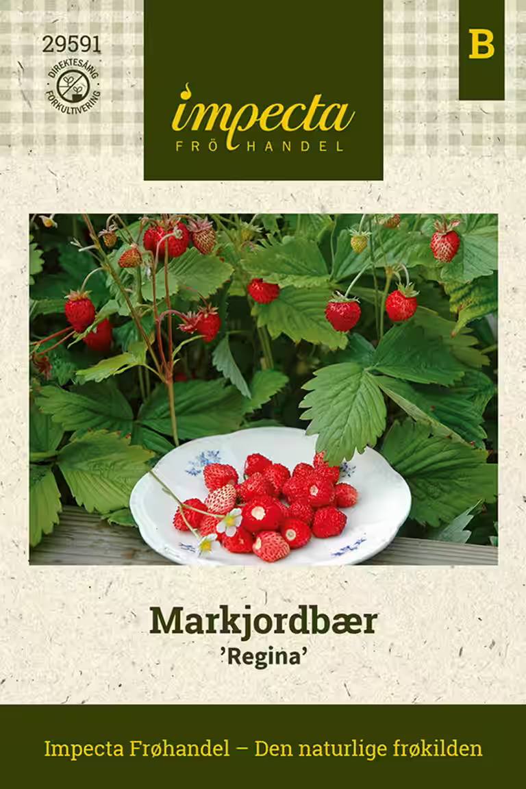 Markjordbær 'Regina'