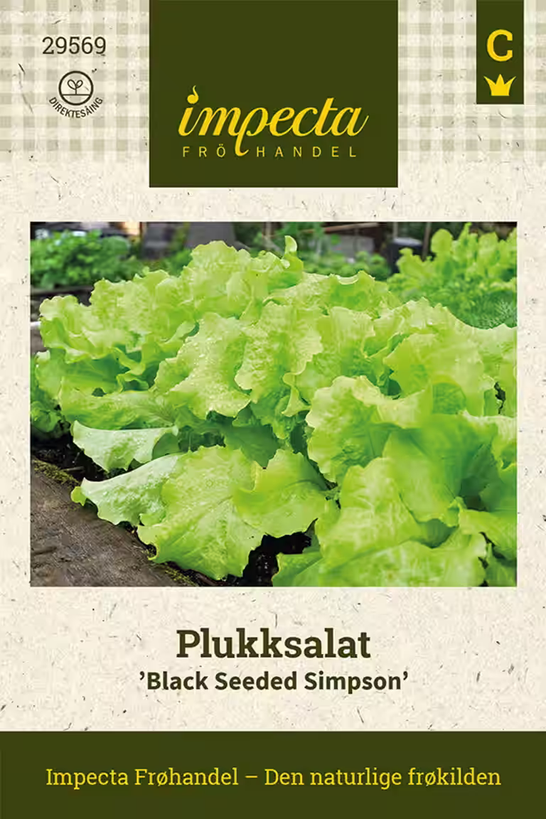 Lactuca sativa 'Black Seeded Simpson'
