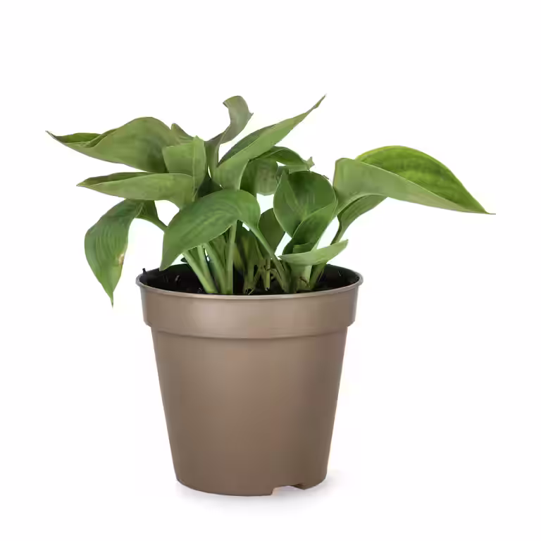 Hosta 'Abiqua Drinking Gourd' 13cm