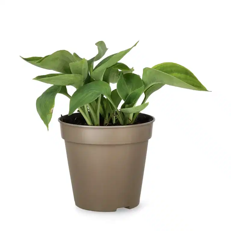 Bladlilje 'Abiqua Drinking Gourd'