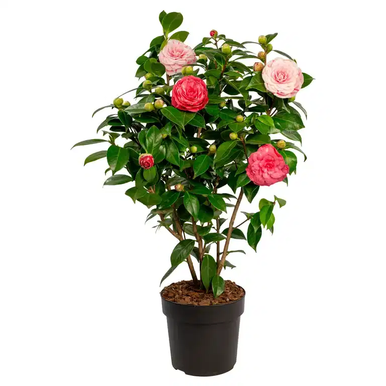 Kamelia 'Bonomiana'