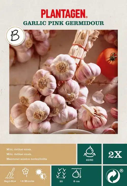 Hvitløk 'Pink Germadour'