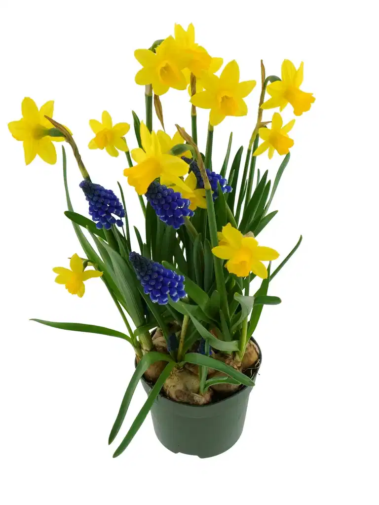 Narciss Romantic Garden