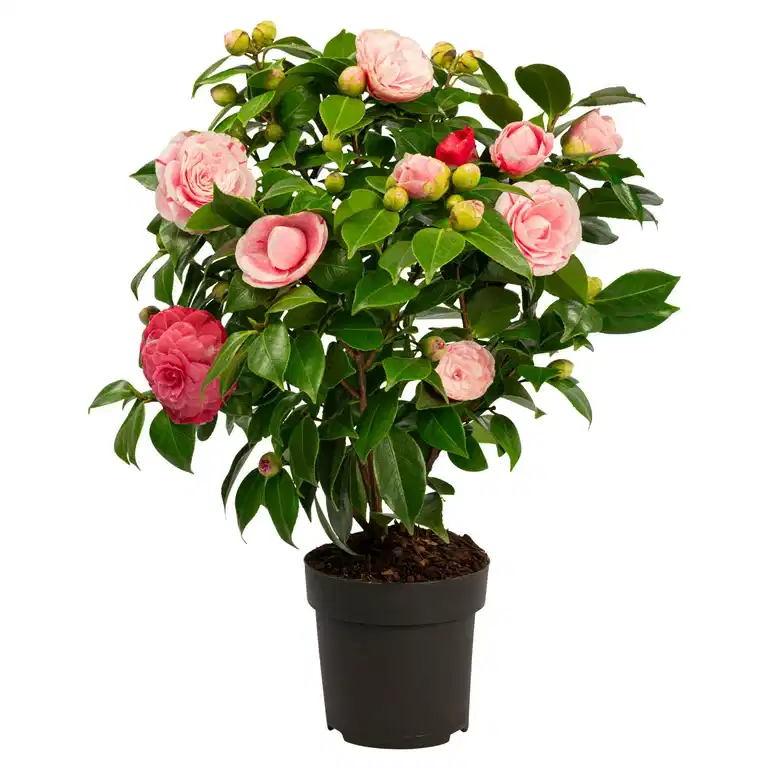 Kamelia 'Bonomiana'