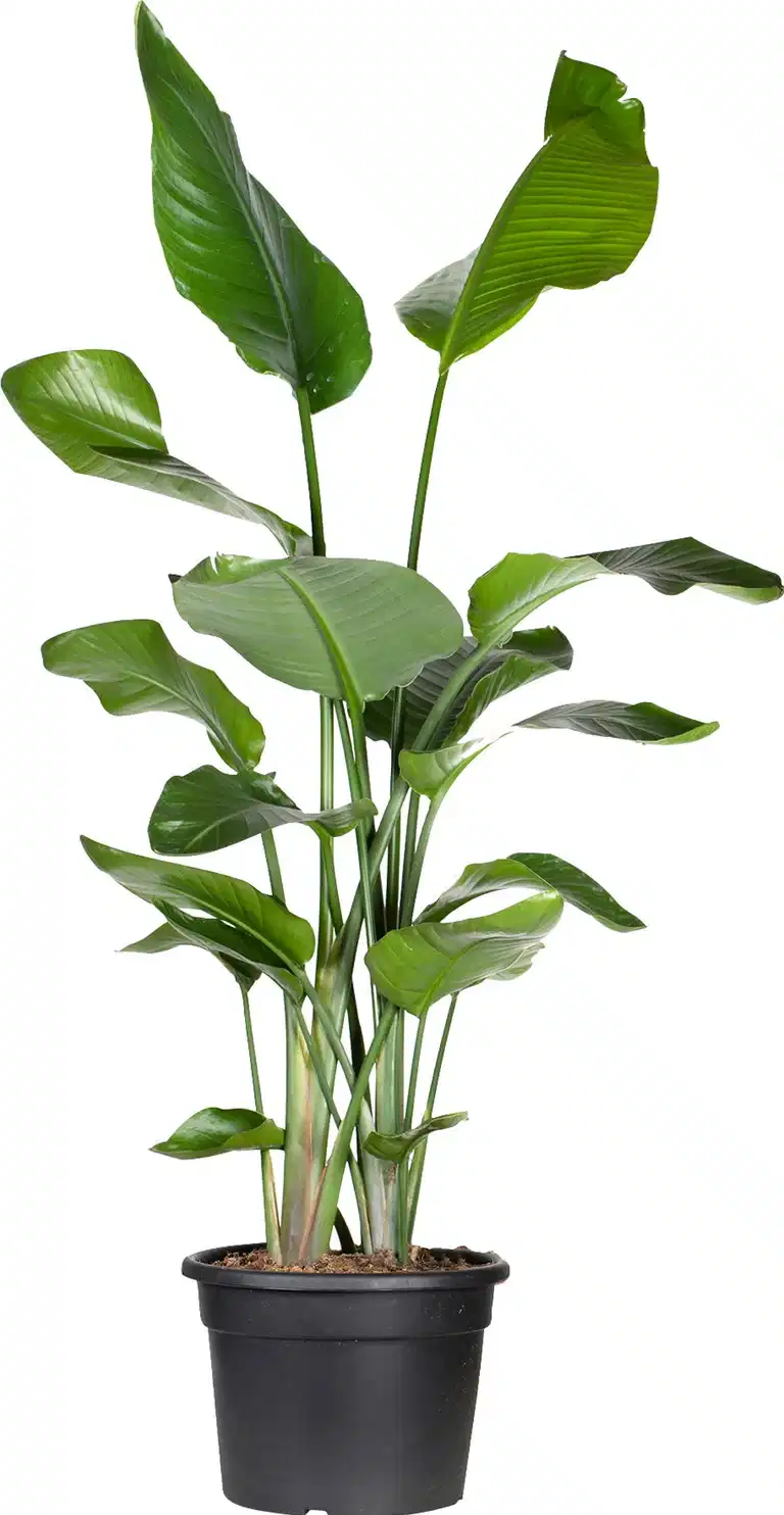 Strelitzia 'Nicolai'