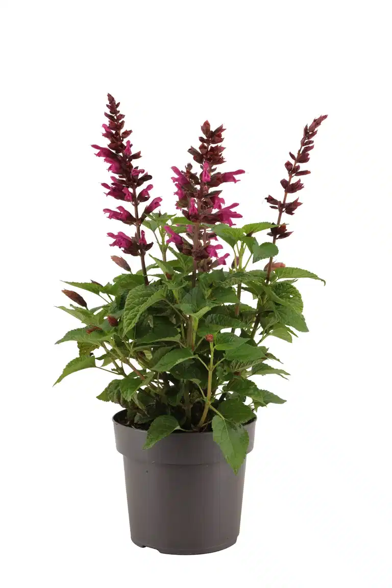Salvie 'Strawberry Lake'