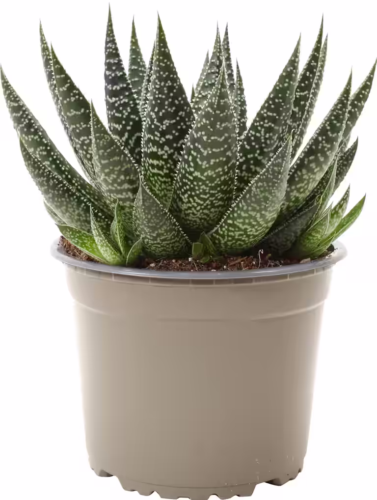 Gasteria Beguinii