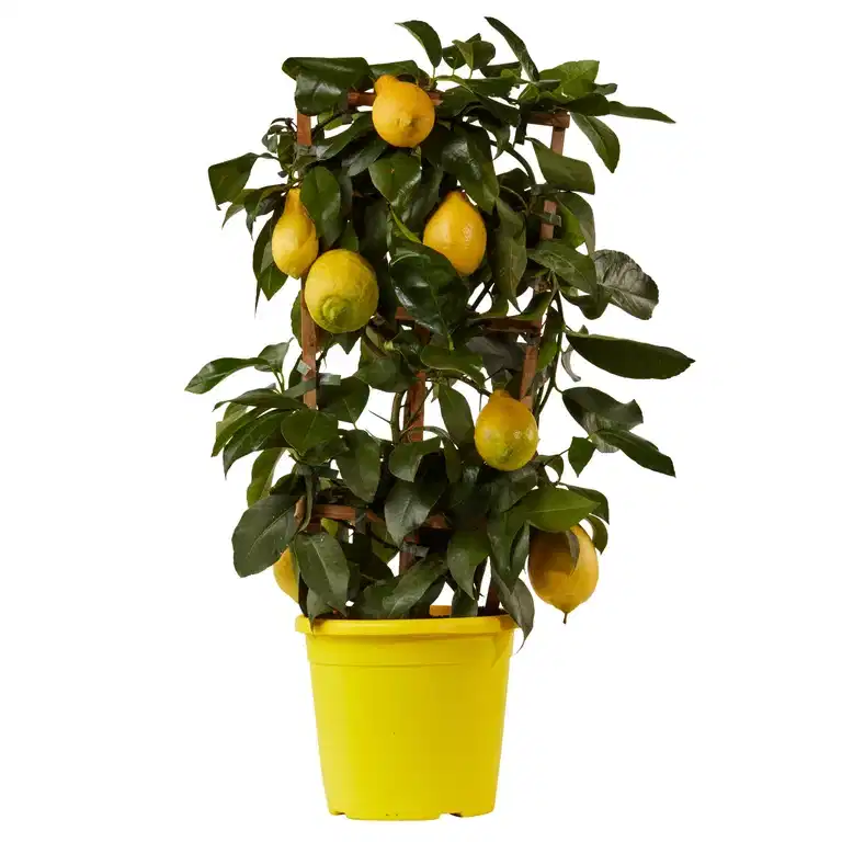 Citrus 'Lemon' spalier 21 cm