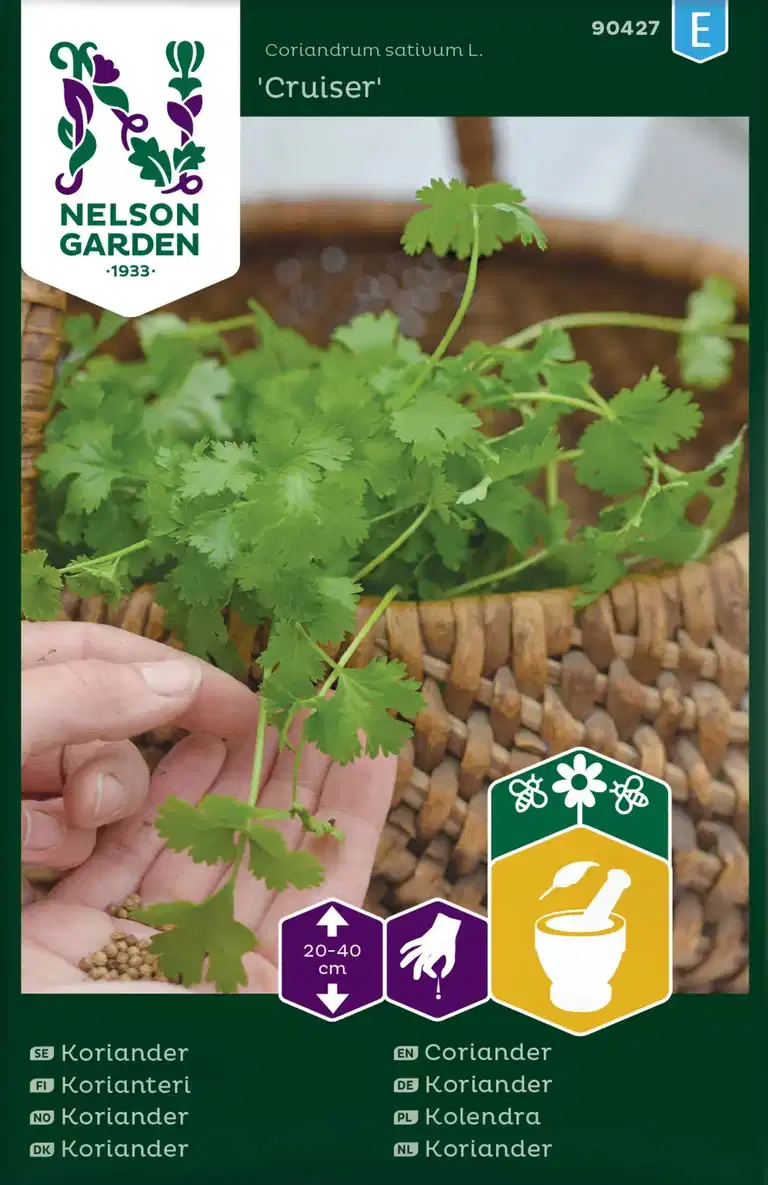 Koriander 'Cruiser'