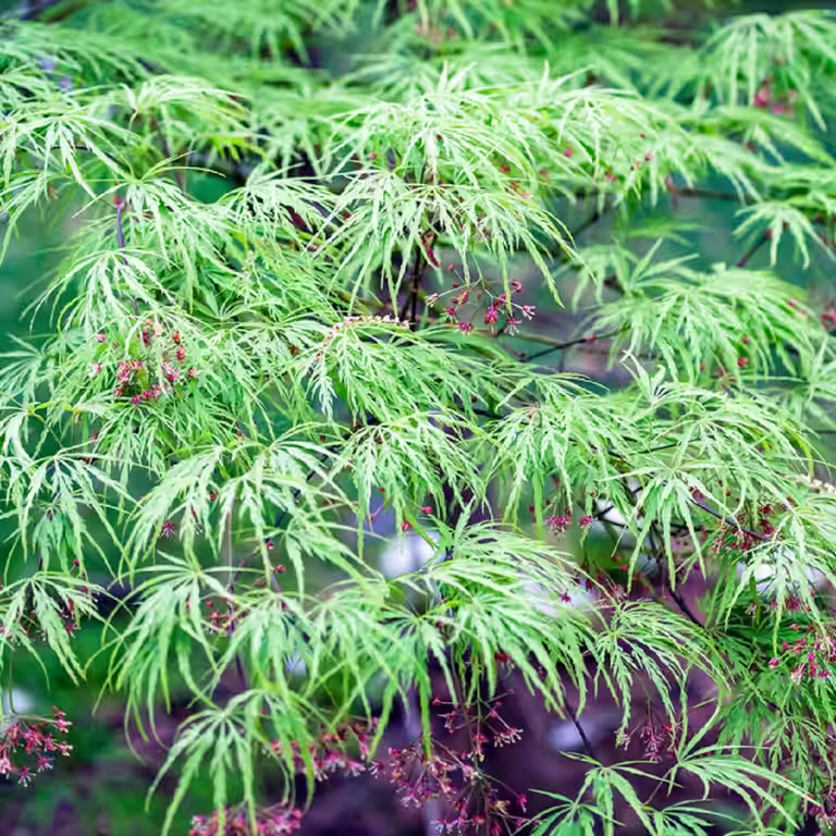Viftelønn 'Dissectum'