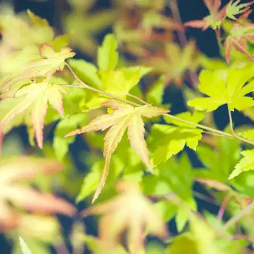 Japansk lønn 'Orange Dream'