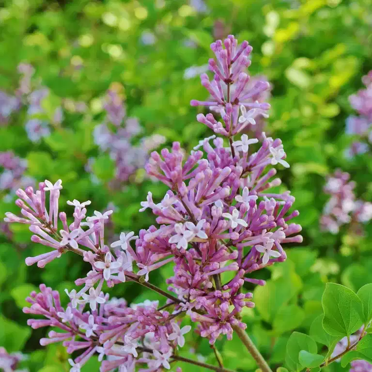 Syringa BLOOMERANG® PINK PERFUME 19cm