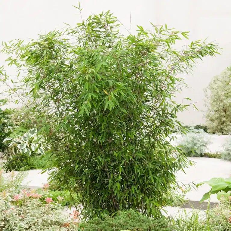 Gulrørbambus 'Winter Black'