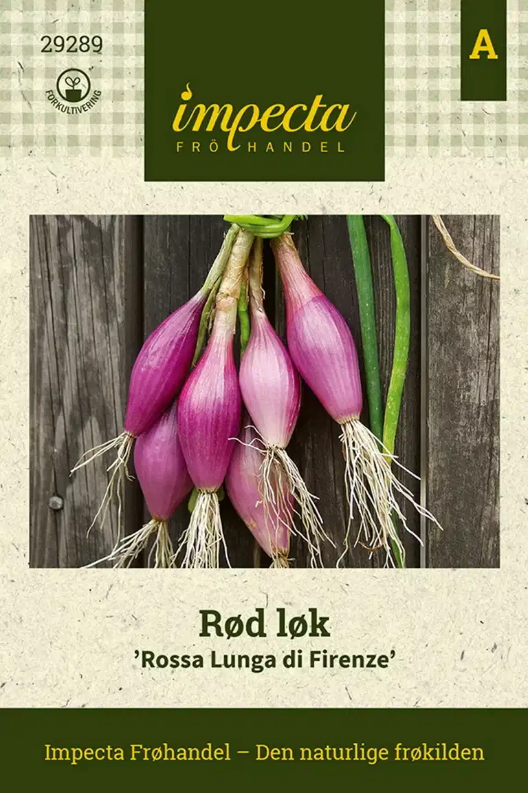Rød Løk 'Rossa Lunga di Firenze'