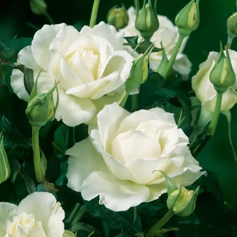 Stilkrose 'Karen Blixen'