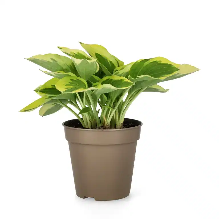 Bladlilje 'Bedazzled'