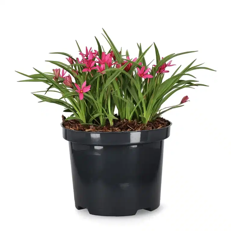 Rhodoxis 'Fairytale'