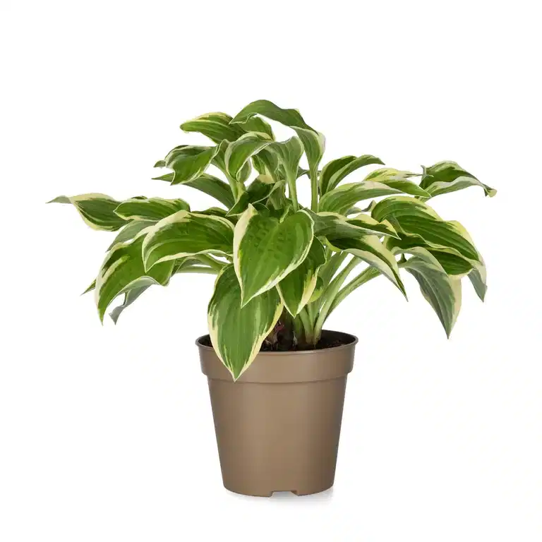 Bladlilje 'Wide Brim'