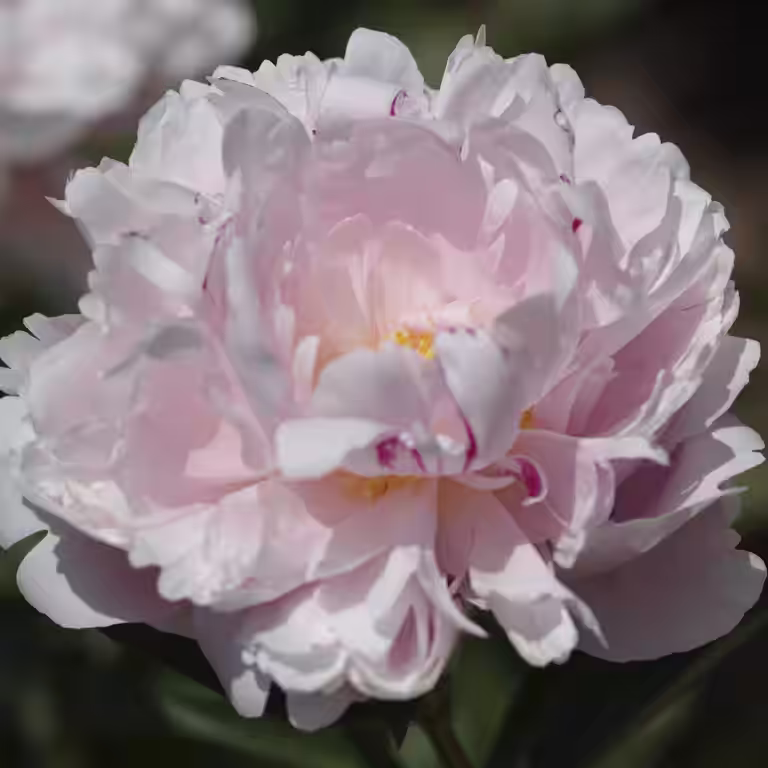 Silkepion 'Alertie'