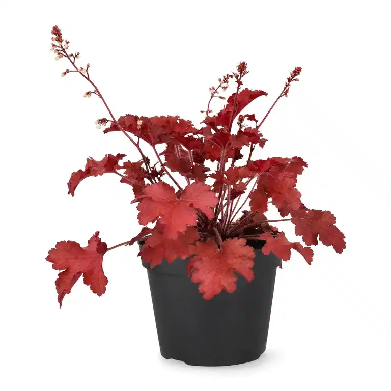Heuchera Red 15cm