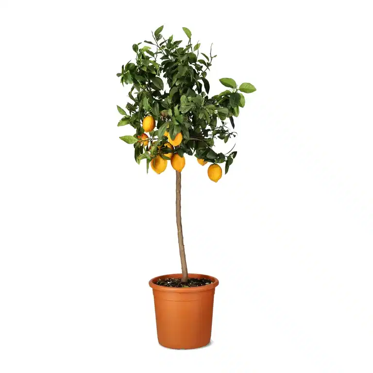 Meyersitron