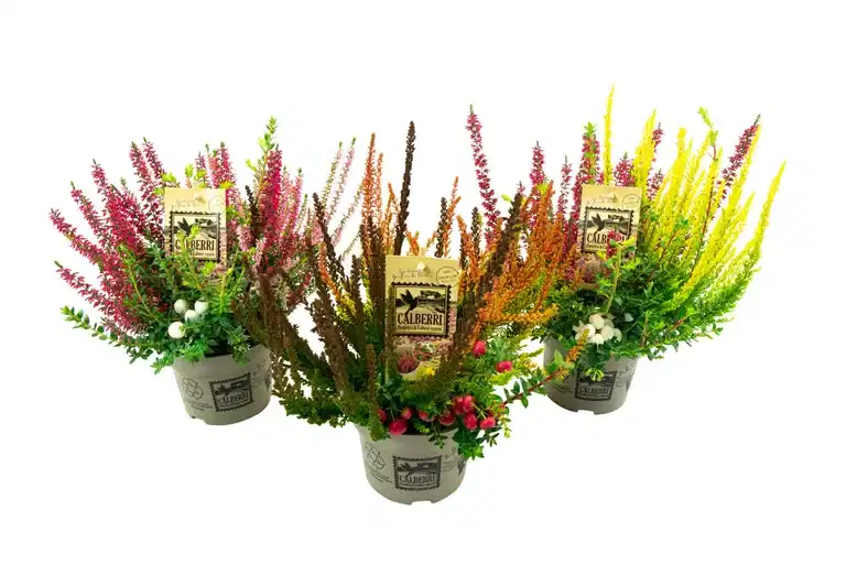 Røsslyng 'Calberry'