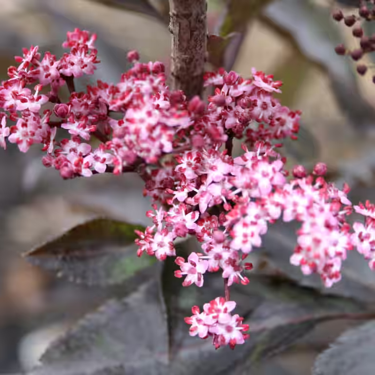 Sambucus nigra BLACK BEAUTY C15 XXL