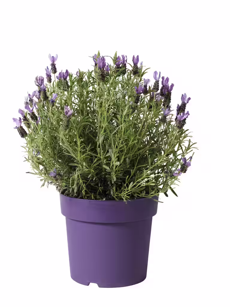 Lavandula Stoechas Blue 19 cm