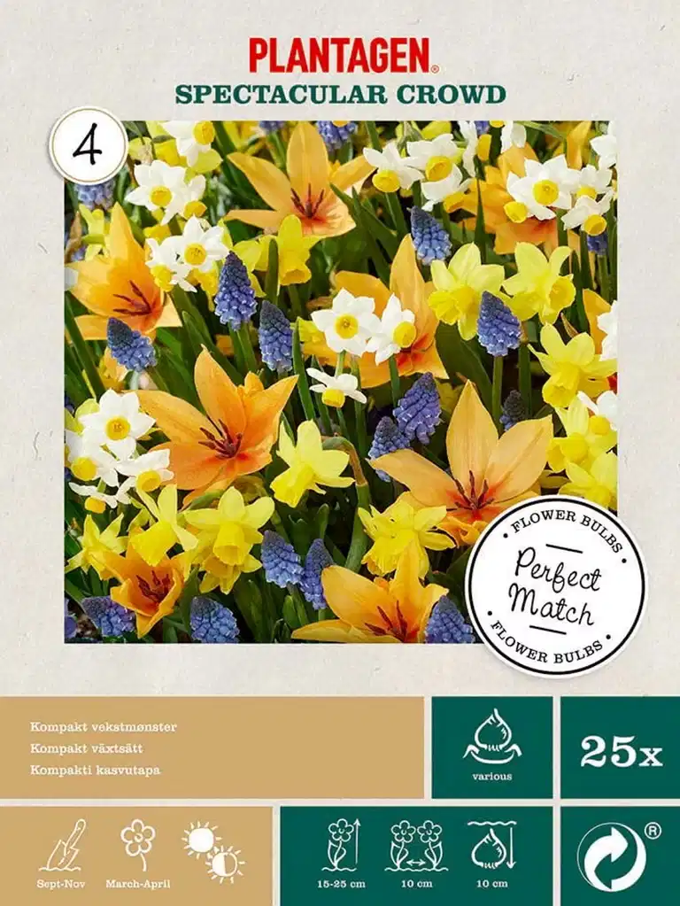 Blomsterløk mix Spectacular Crowd