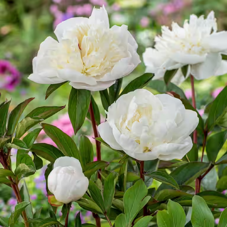 Silkepion 'Shirley Temple'