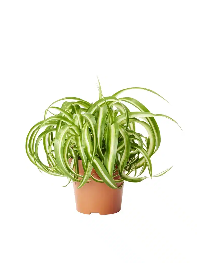 Chlorophytum comosum 'Bonnie'