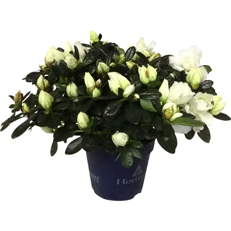 Asalea 'Christine Belli'