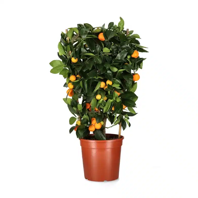 Calamondin på spaliér