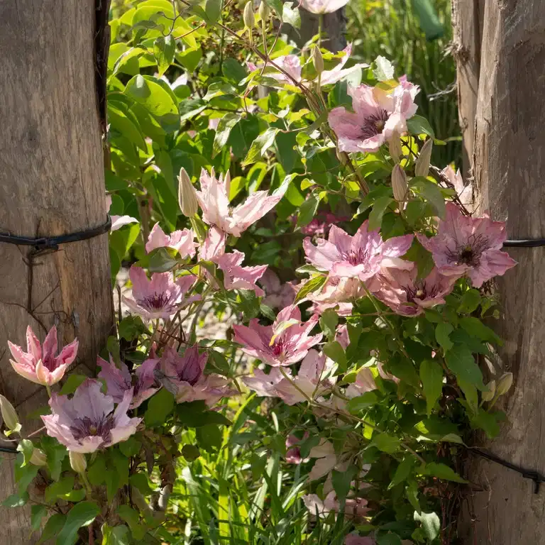 Klematis BOULEVARD® SARAH ELIZABETH™