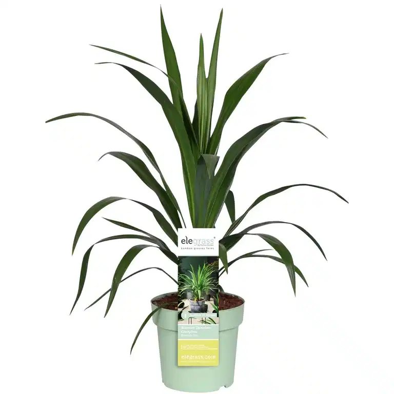 Australiadrakelilje  'Broadsword' EMERALD STAR