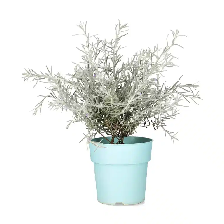 Eremophila 'Nivea'