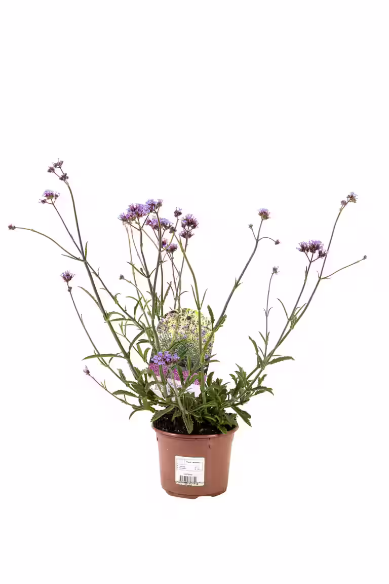 Verbena bonariensis 'Lollipop' 12 cm