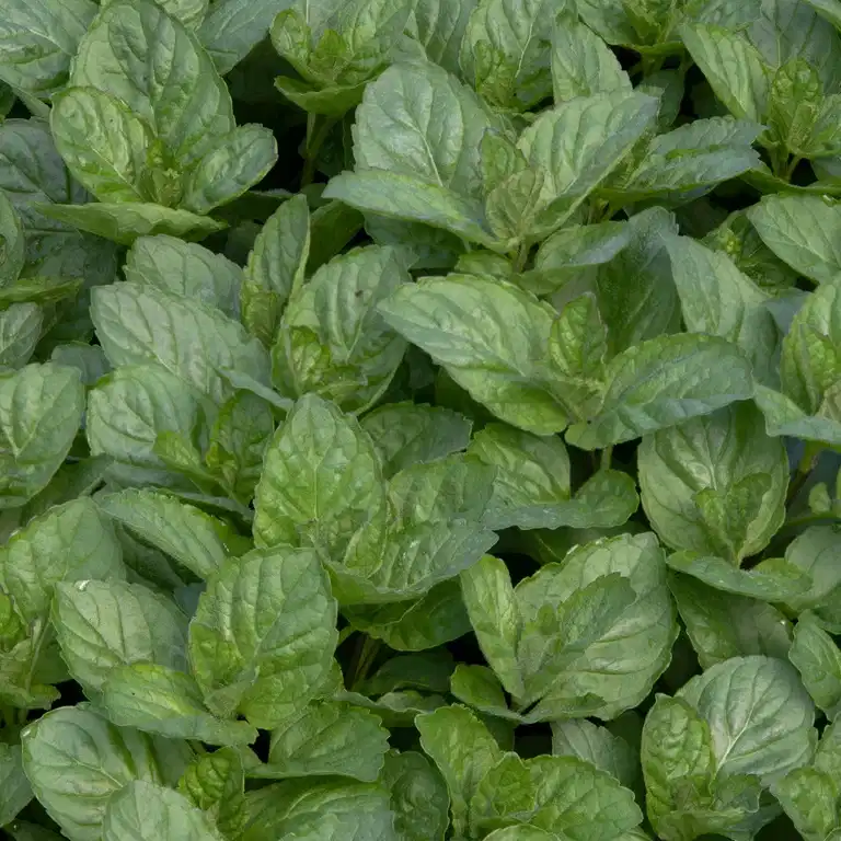 TEA Mentha pip. 'Grapefruit'