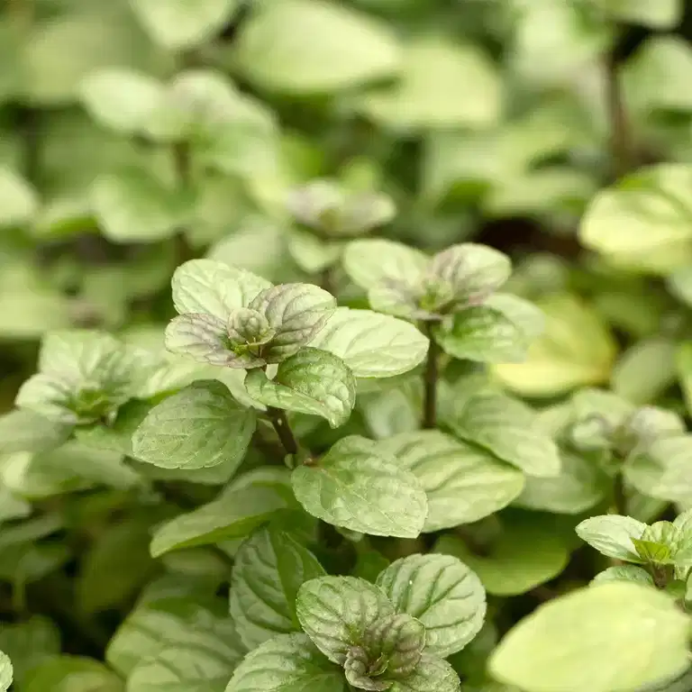 TEA Mentha pip. 'Orange'
