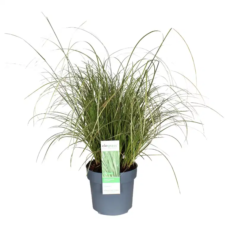 Carex brunnea 'Variegata'