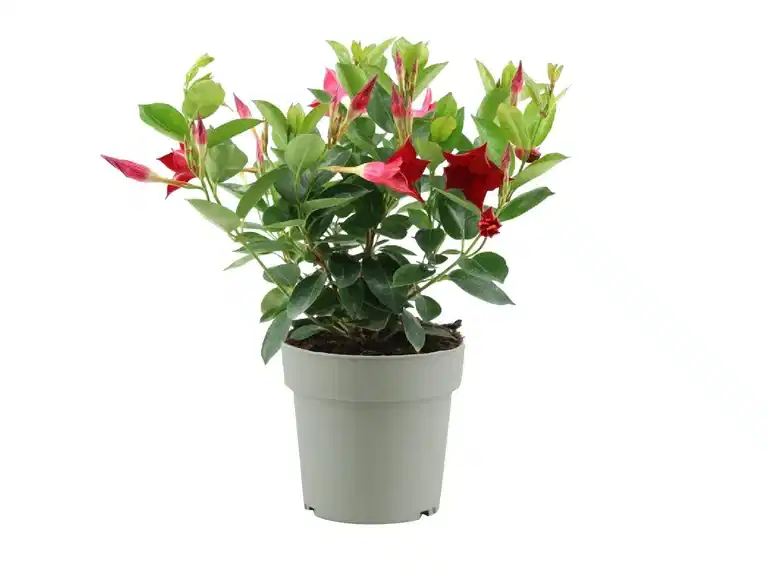 Dipladenia 15 cm