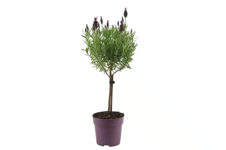 Sommerfugllavendel oppstammet