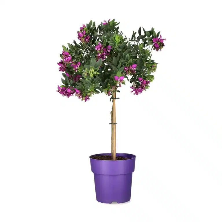 Polygala myrtifolia, oppstammet
