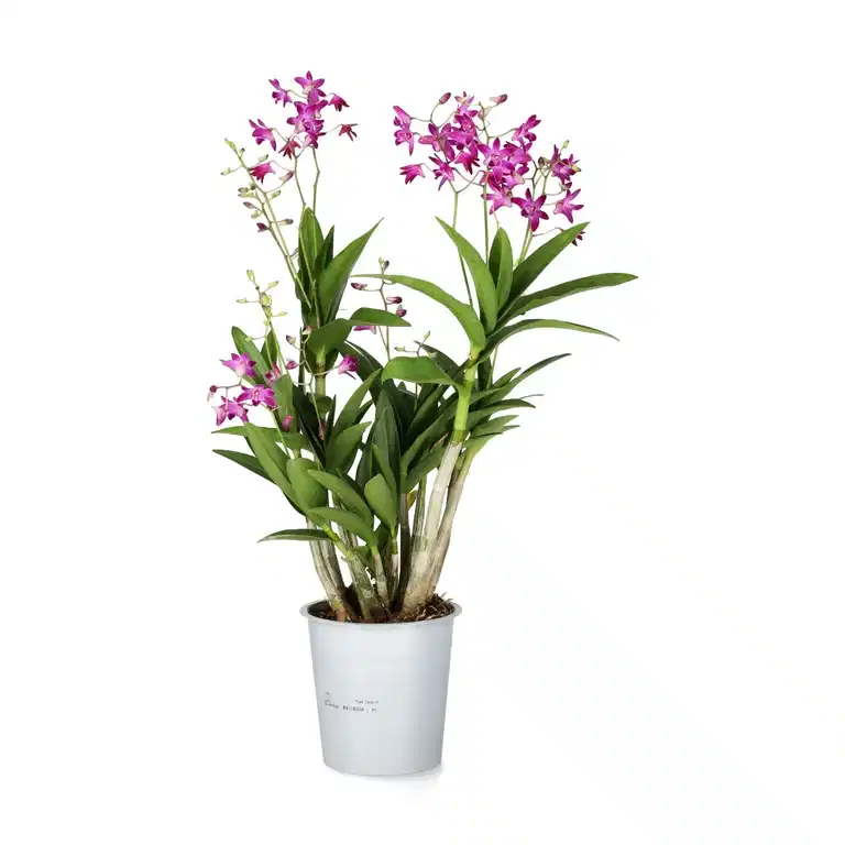 Dendrobium 'Berry Oda'