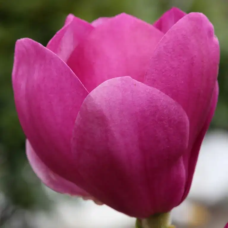 Praktmagnolia 'Cleopatra'
