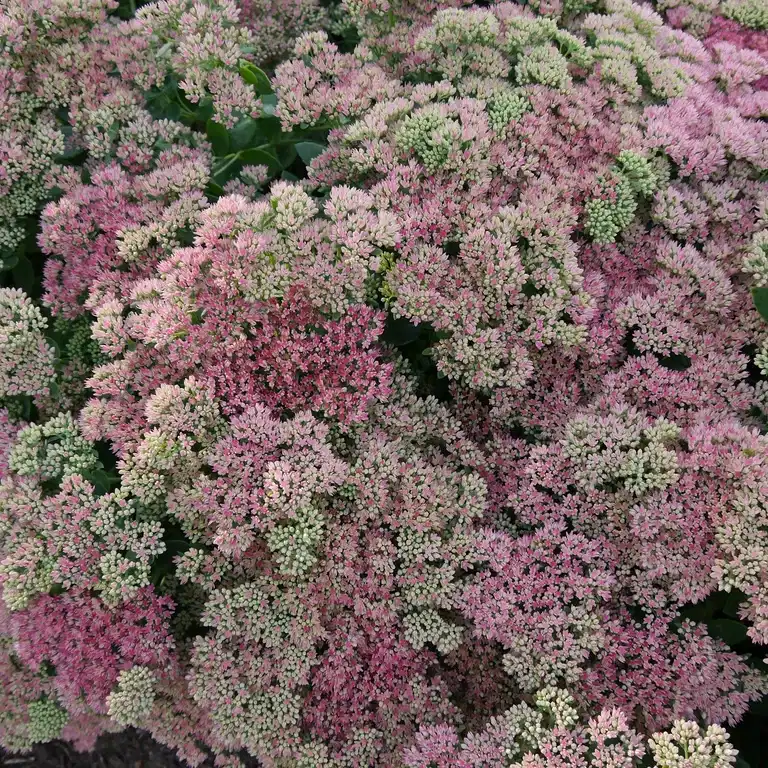 Hagesmørbukk 'Coral Jade'